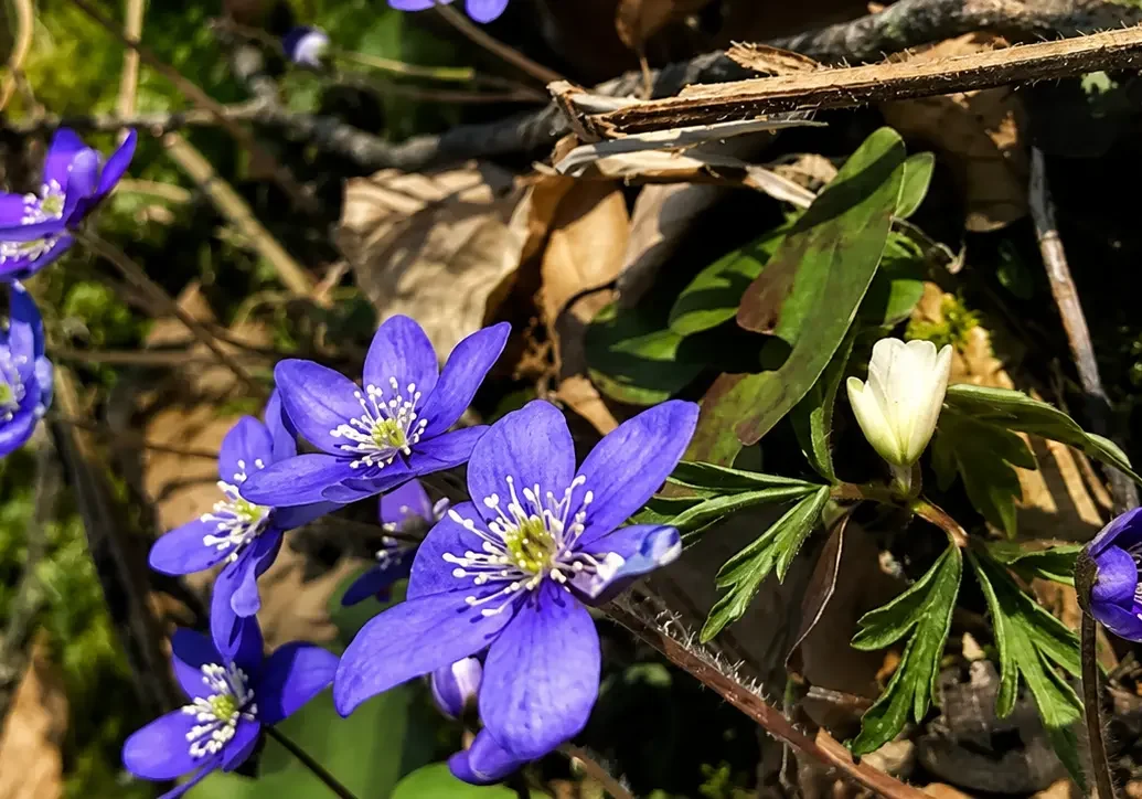 Blommor